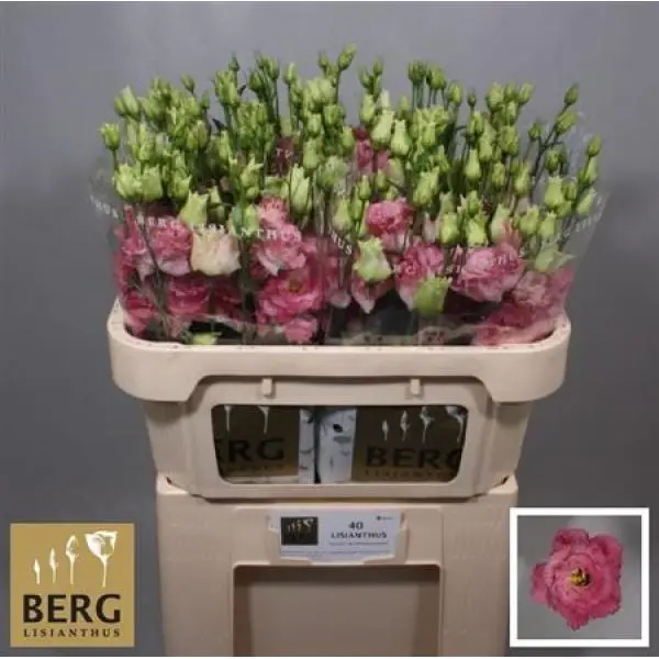 Eust G Alissa Pink Flash Berg