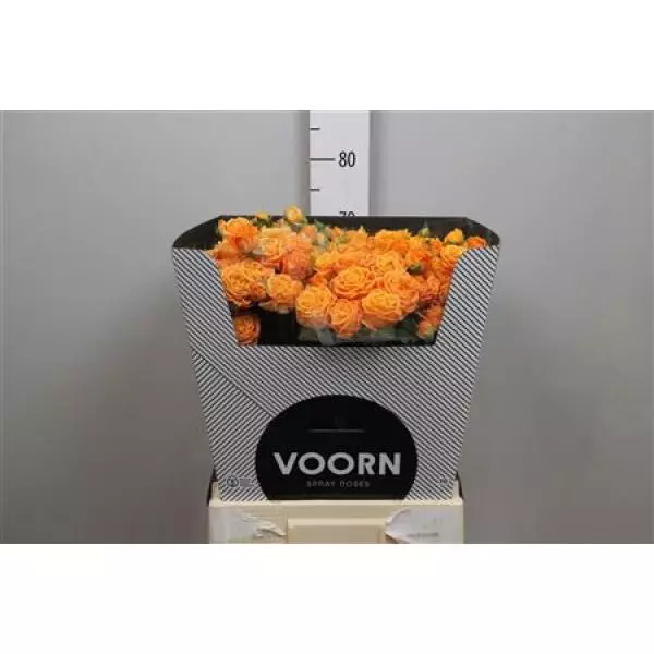 R Tr Coral Bubbles Import