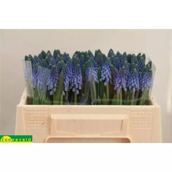 Muscari Carola
