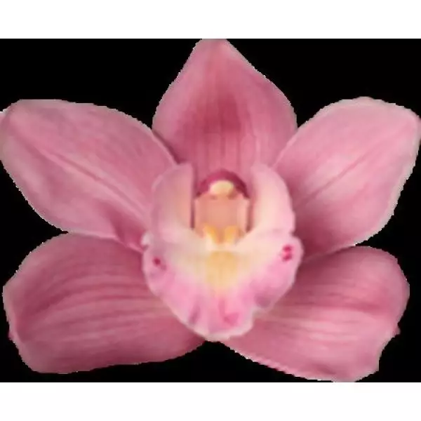 Cymb  Ov Dark Pink *9