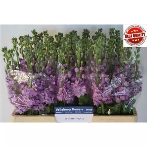 Matth Figaro Lavender Dutch Ex