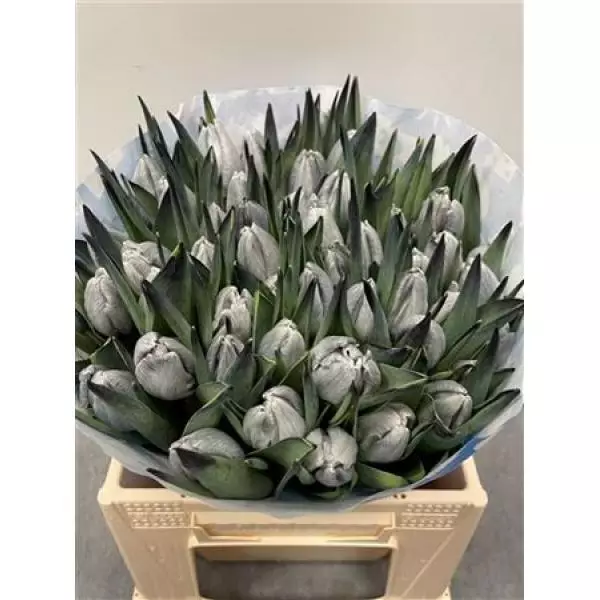 Tulp Dyed Black