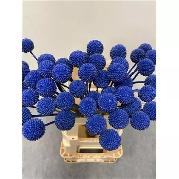 Craspedia Blue
