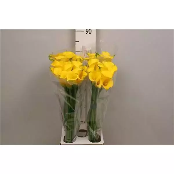 Zanted Ov Yellow