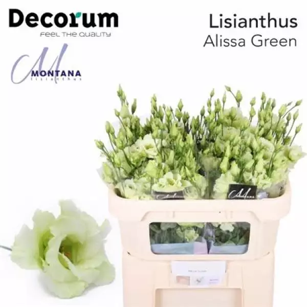 Eust G Alissa Green Montana
