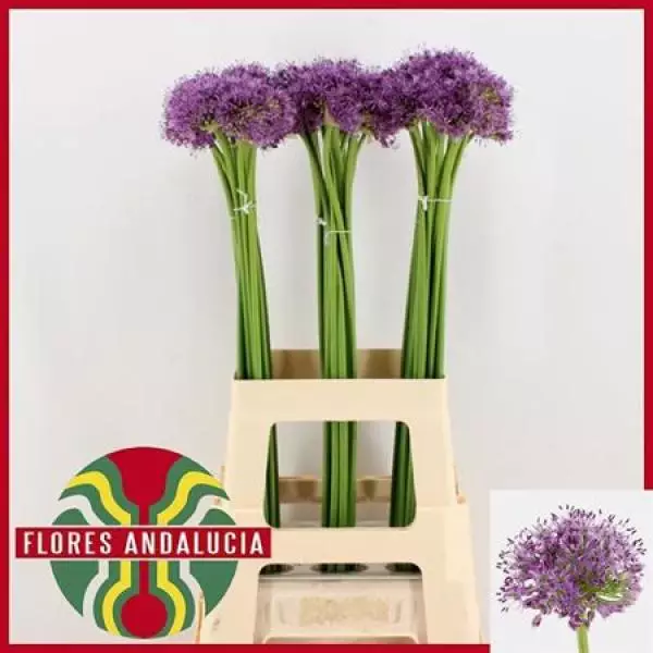 Allium Gladiator