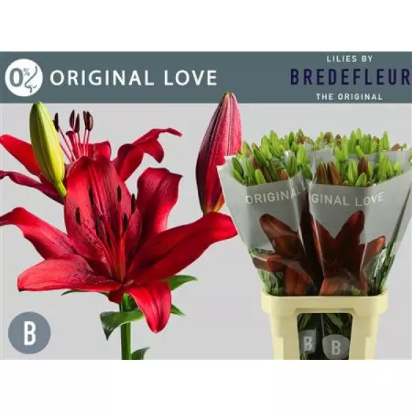 Li La Original Love 3+