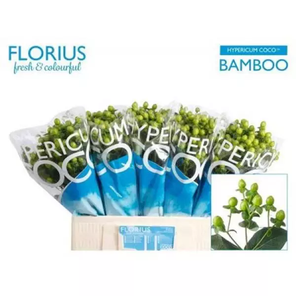 Hyp Coco Bamboo Green