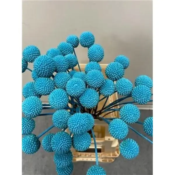 Craspedia Light Blue