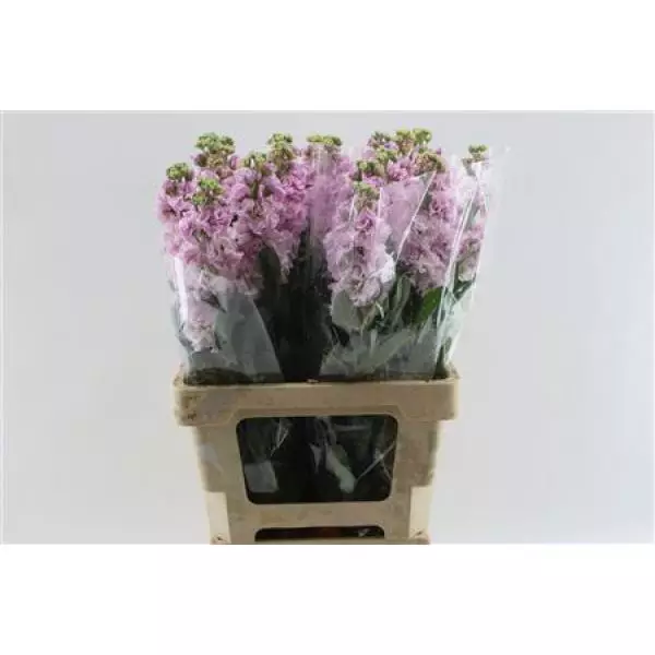 Matth Iron Cherry Bl Italy