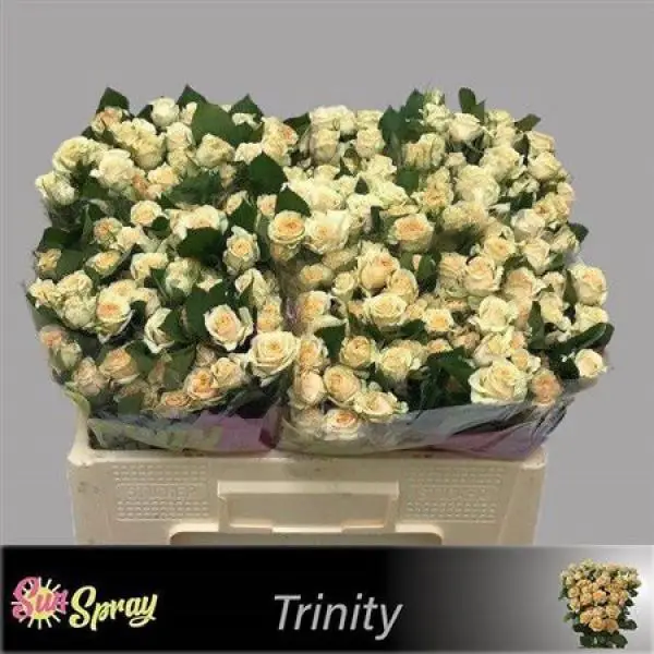 R Tr **braam* Trinity