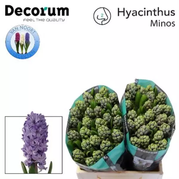 Hyac Minos
