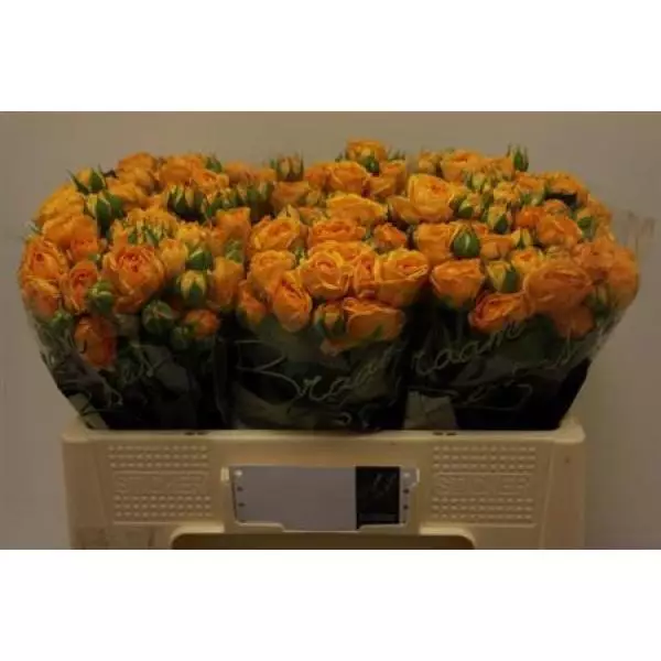 R Tr **braam* Cherokee