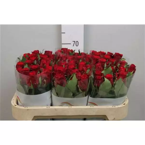 R Gr Red Torch