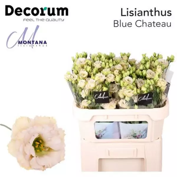 Eust G Blue Chateau Montana