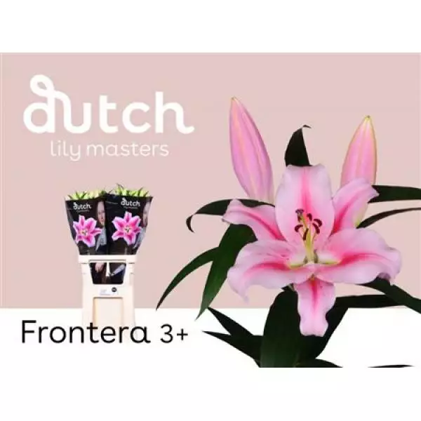 Li Ot Frontera 3+