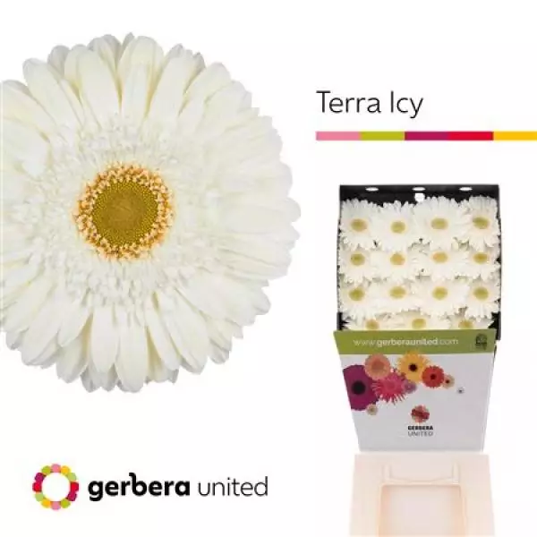 Ge Gr Diamond Terra Icy