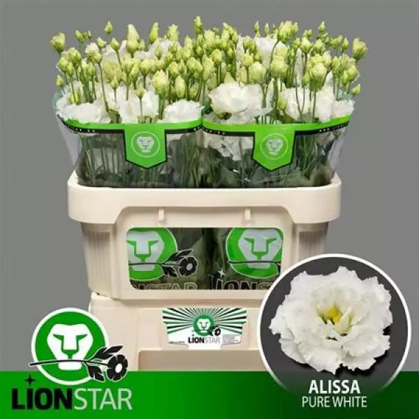 Eust G Alissa Pure White Lion