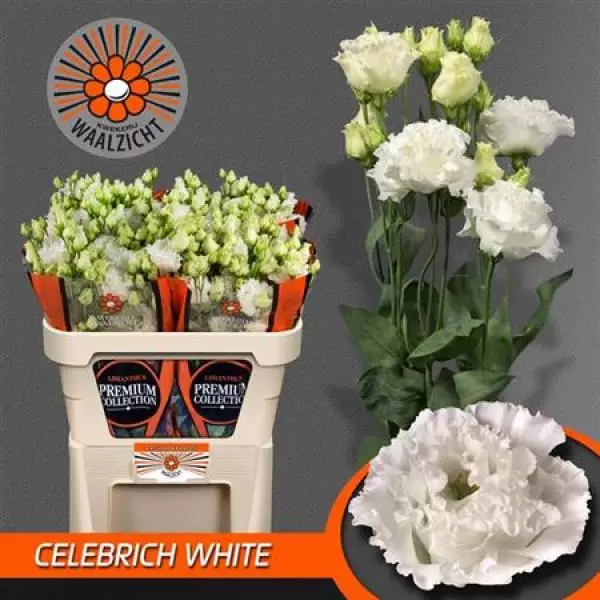 Eust G Celebrich White Waalzicht