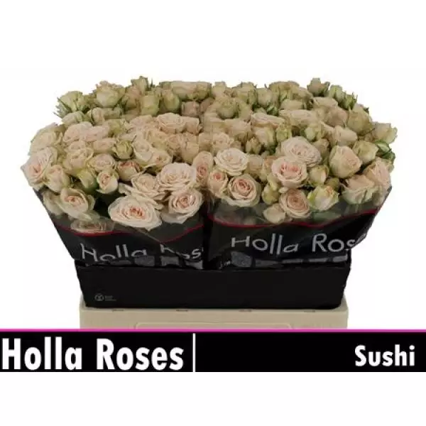 R Tr Sushi