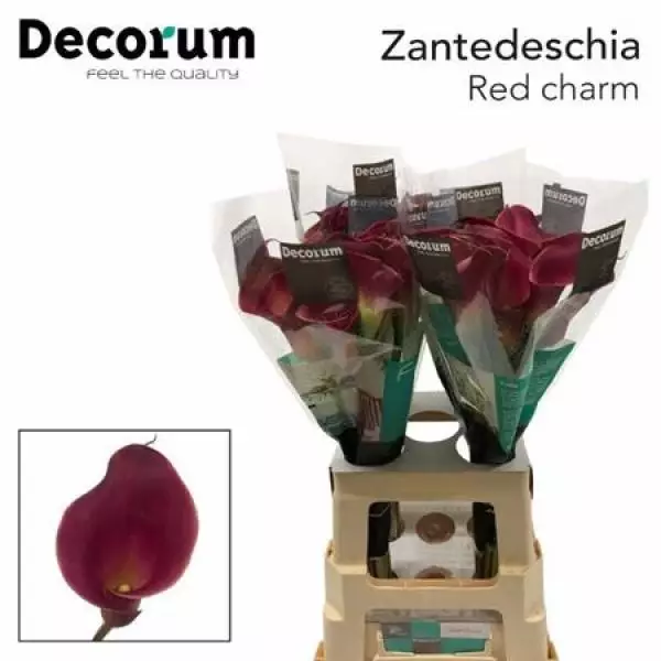 Zanted Ov Red