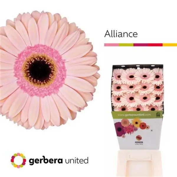 Ge Gr Diamond Alliance