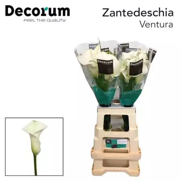 Zanted Capt Ventura Decorum