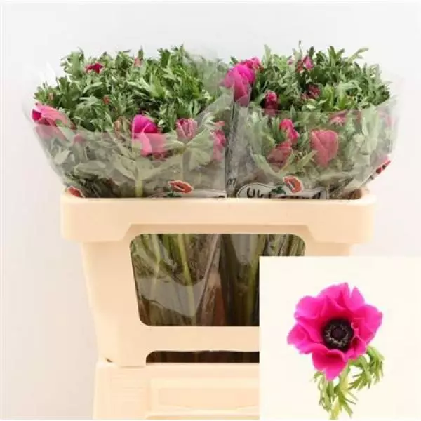 Anem Co Galil Purper