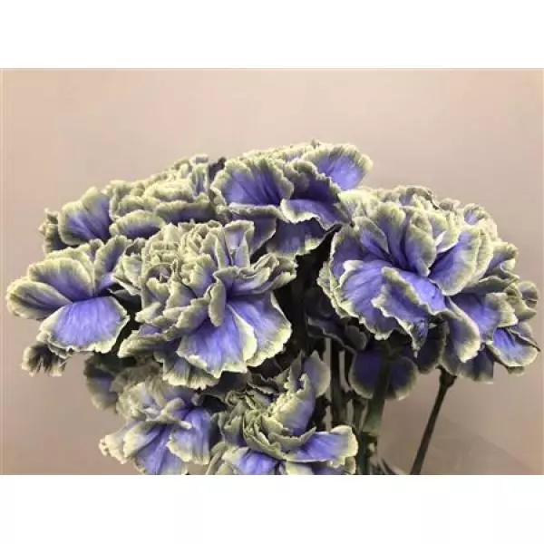 Dianthus St Dyed Purple Fresh