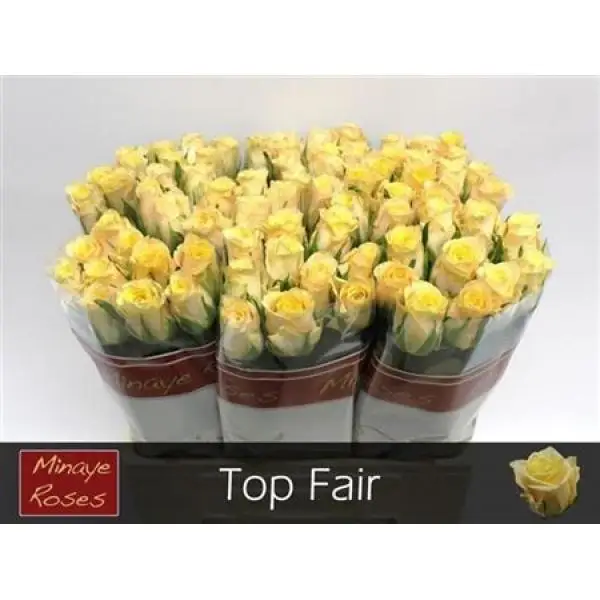 R Gr Top Fair!