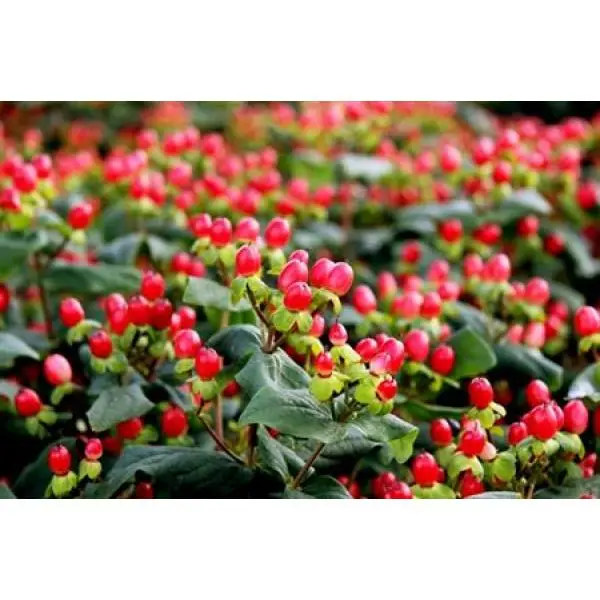 Hyp  Red