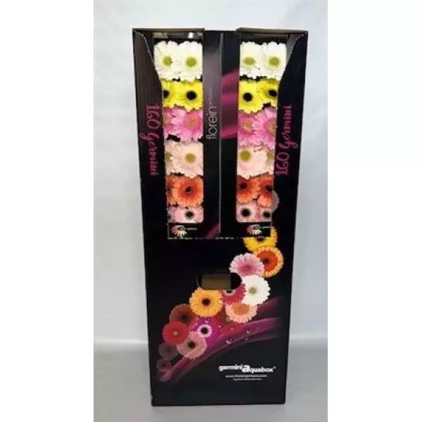 Ge Mi Aquabox Small Mix Pastel *160