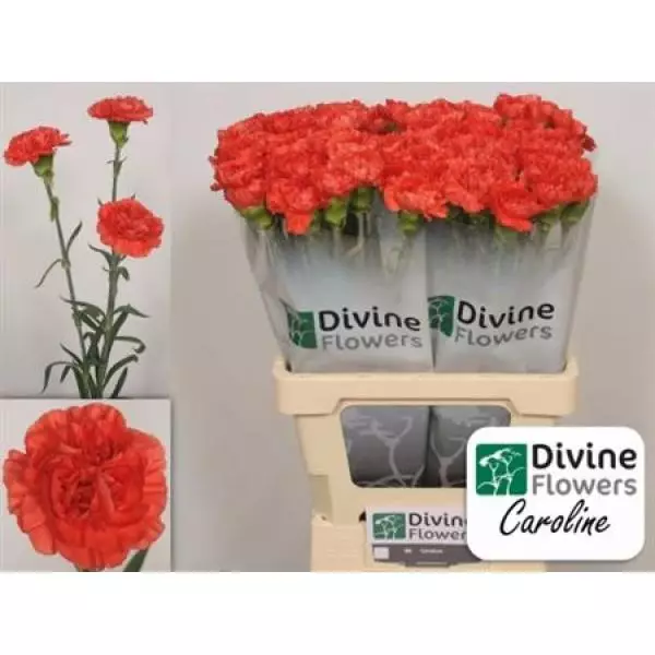 Di St Caroline