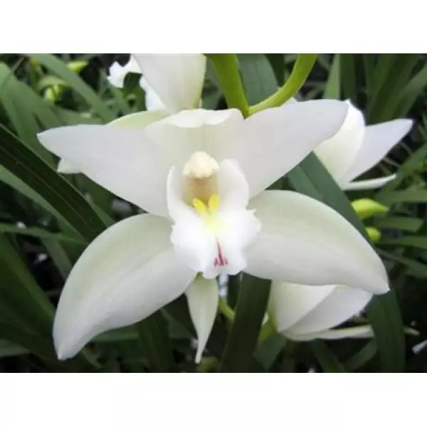 Cym Mini White *15