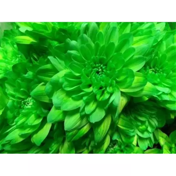 Chr Tr Baltica Dyed Green