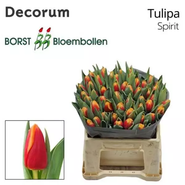 Tu En Spirit