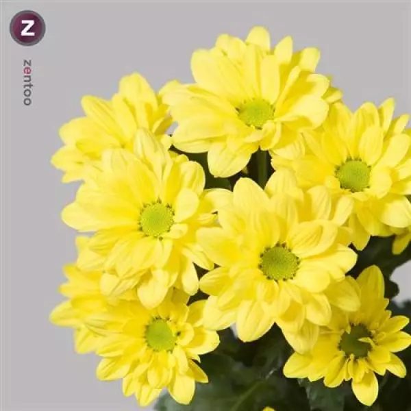 Chr T  Yellow Single