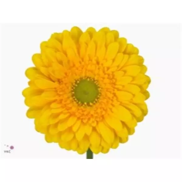 Ge Gr  Box Yellow Green Center