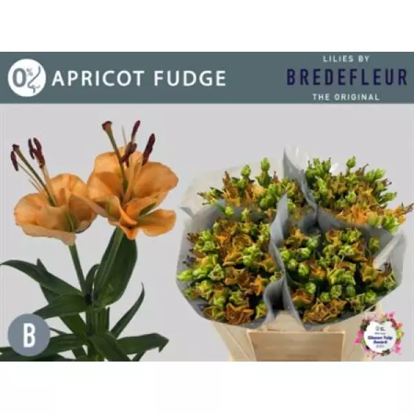 Li La Apricot Fudge 2+