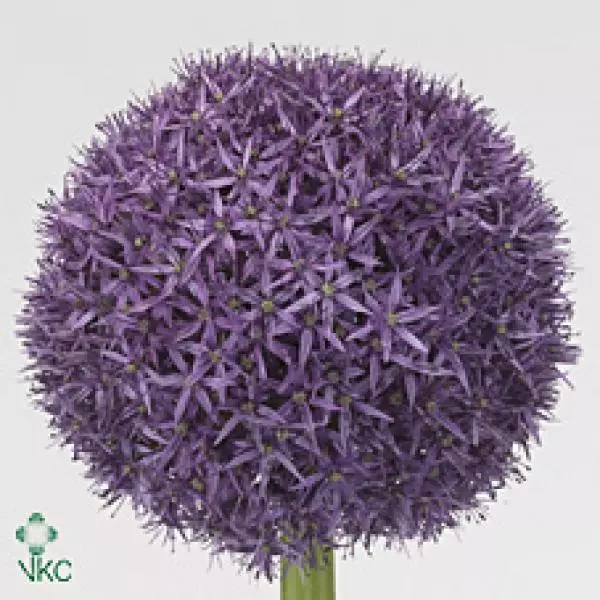 Allium Globemaster