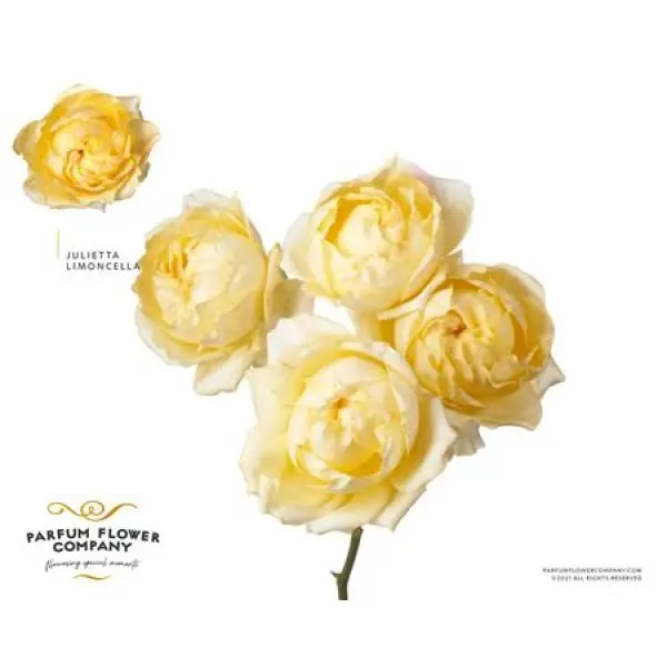 Rosa Garden Julietta Limoncela Spray