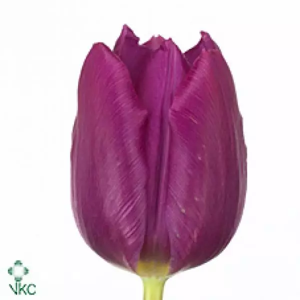 Tu  En Purple Extra