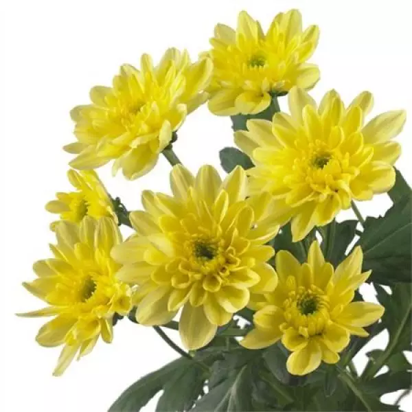 Chr T  Yellow Double