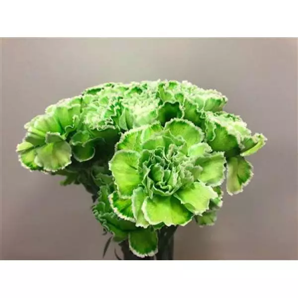 Dianthus St Dyed Green