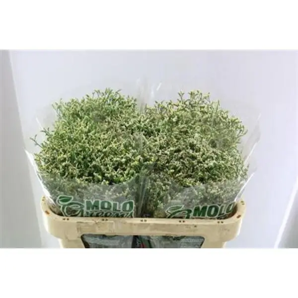 Limon China White