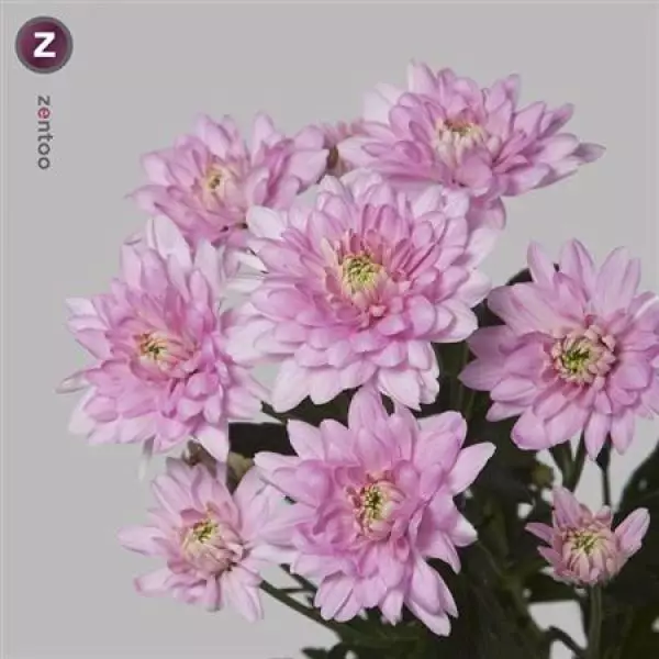 Chr T  Pink Double