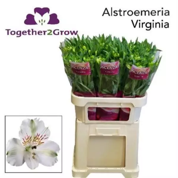 Alstr Virginia