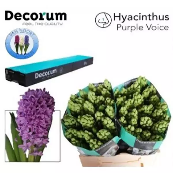 Hyac Purple Voice