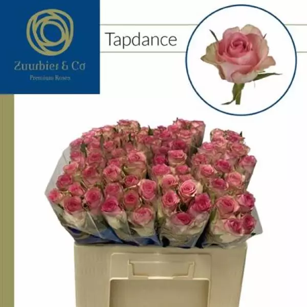 R Gr Tapdance