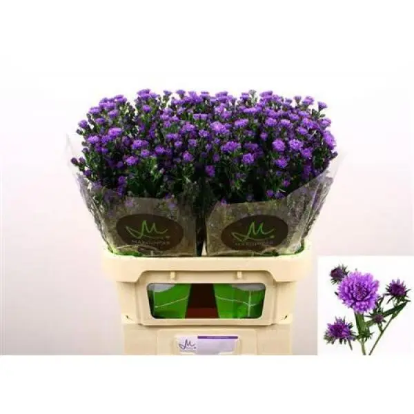 Aster Astee Dark Milka